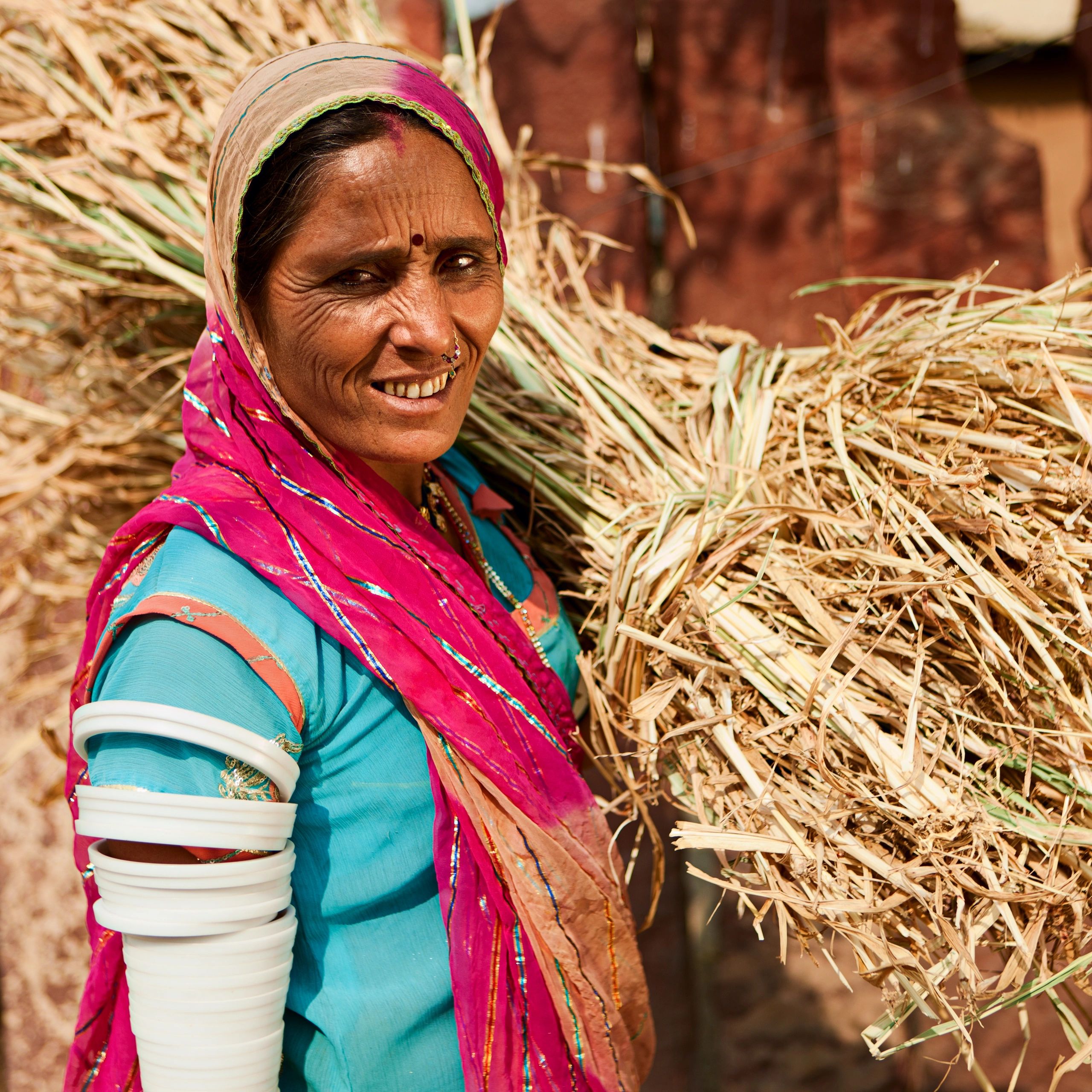 Rajasthani tribal woman collecting grain in a Bishnoi village, India
