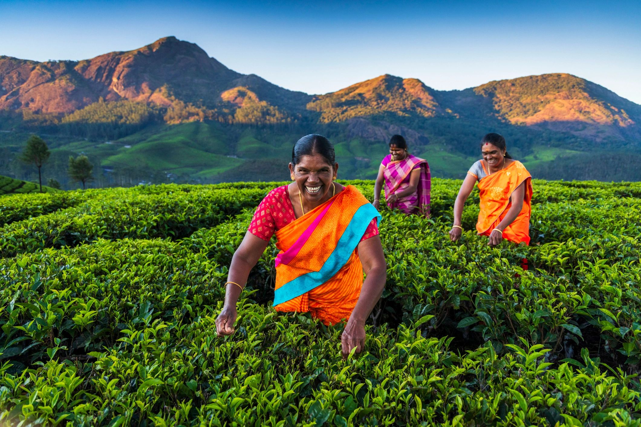 Women tea pickers collecting leaves on a plantation in Southern India