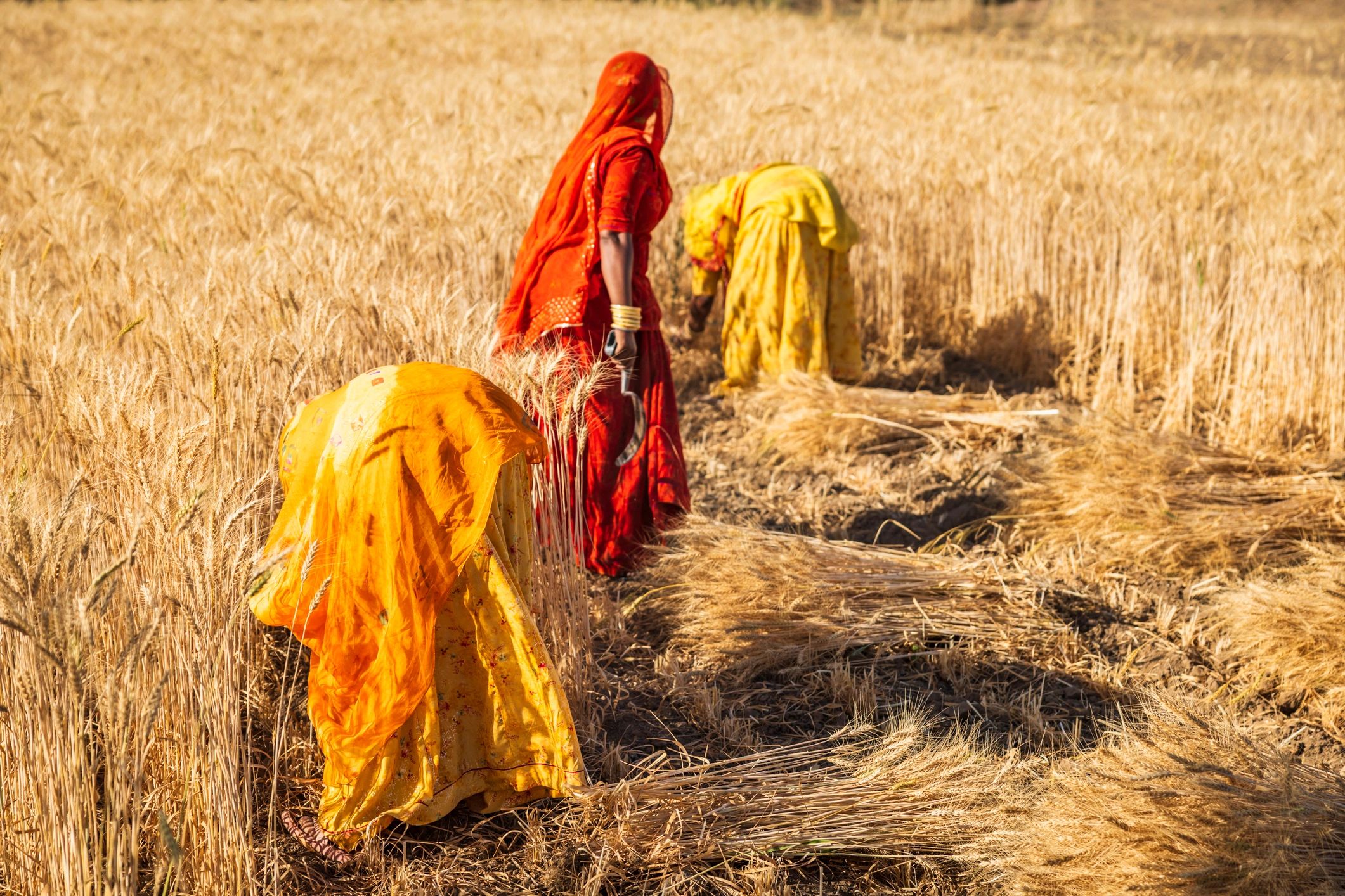 Women harvesting wheat together in a field in India